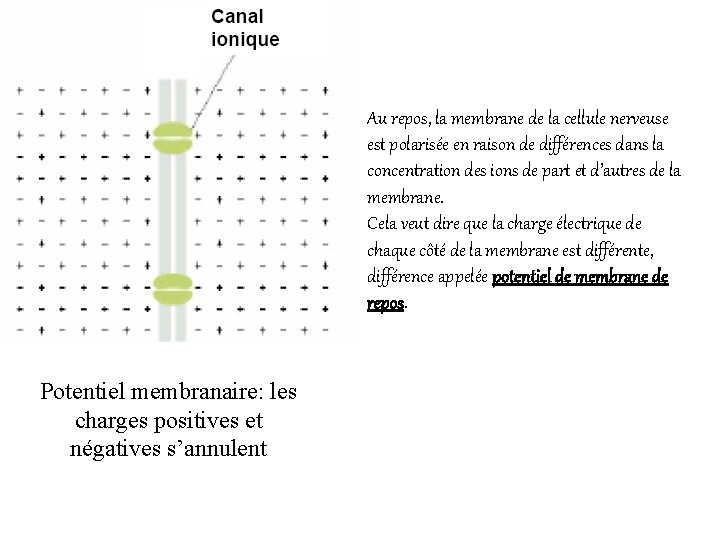 Au repos, la membrane de la cellule nerveuse est polarisée en raison de différences