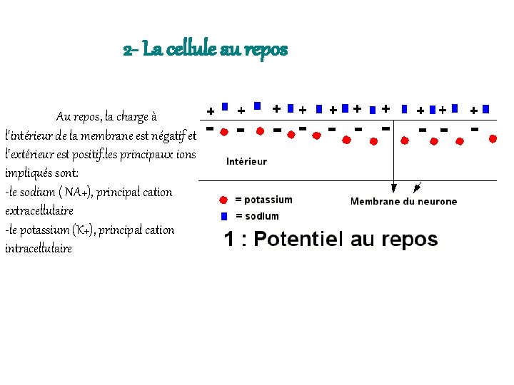 2 - La cellule au repos Au repos, la charge à l'intérieur de la