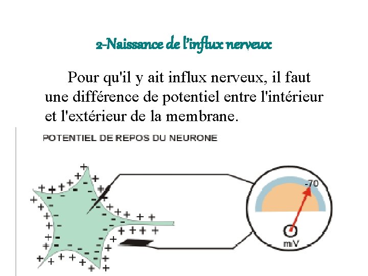 2 -Naissance de l’influx nerveux Pour qu'il y ait influx nerveux, il faut une