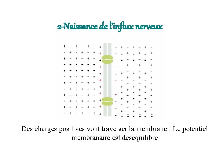 2 -Naissance de l’influx nerveux Des charges positives vont traverser la membrane : Le