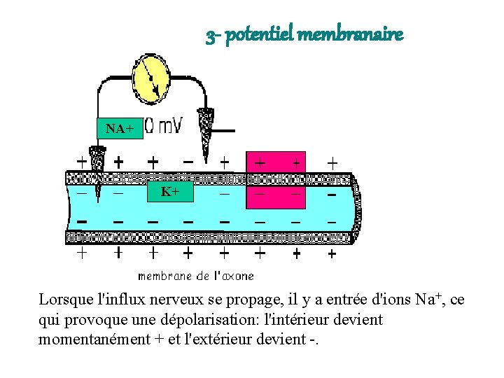 3 - potentiel membranaire NA+ K+ Lorsque l'influx nerveux se propage, il y a