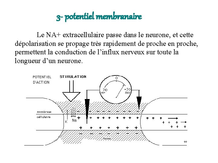 3 - potentiel membranaire Le NA+ extracellulaire passe dans le neurone, et cette dépolarisation