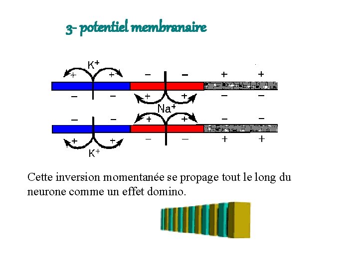 3 - potentiel membranaire Cette inversion momentanée se propage tout le long du neurone