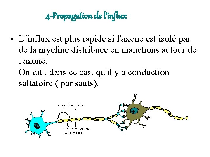 4 -Propagation de l’influx • L’influx est plus rapide si l'axone est isolé par