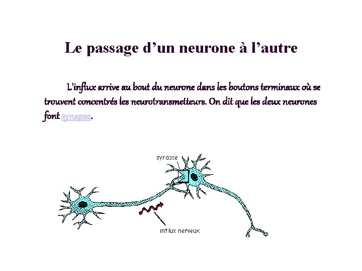 Le passage d’un neurone à l’autre L'influx arrive au bout du neurone dans les