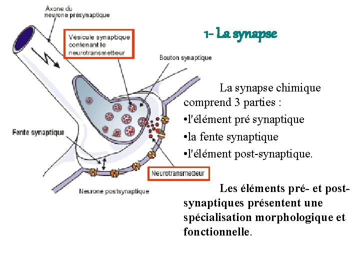1 - La synapse chimique comprend 3 parties : • l'élément pré synaptique •