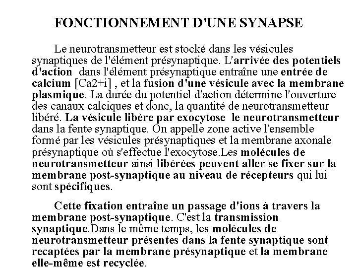 FONCTIONNEMENT D'UNE SYNAPSE Le neurotransmetteur est stocké dans les vésicules synaptiques de l'élément présynaptique.