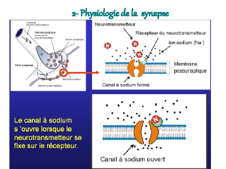 2 - Physiologie de la synapse 