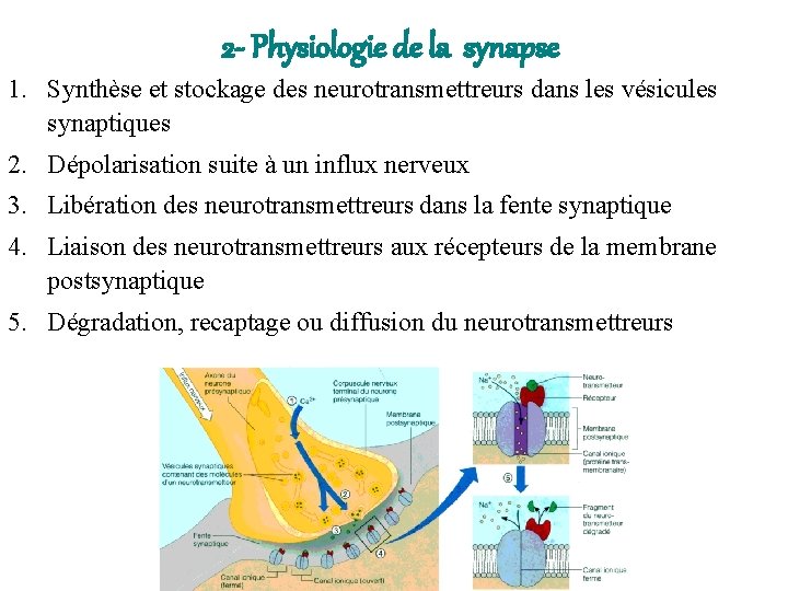 2 - Physiologie de la synapse 1. Synthèse et stockage des neurotransmettreurs dans les