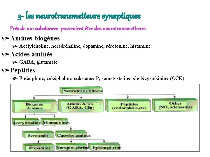 3 - les neurotransmetteurs synaptiques Près de 100 substances pourraient être des neurotransmetteurs Amines