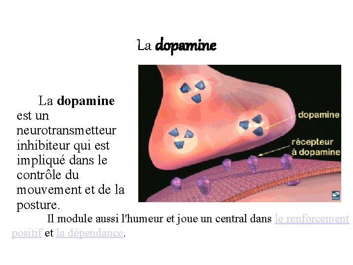 La dopamine est un neurotransmetteur inhibiteur qui est impliqué dans le contrôle du mouvement