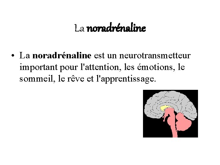 La noradrénaline • La noradrénaline est un neurotransmetteur important pour l'attention, les émotions, le