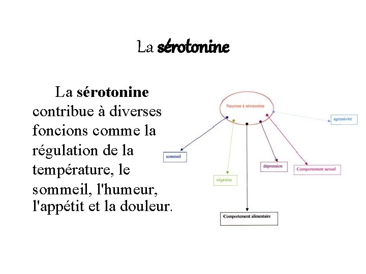 La sérotonine contribue à diverses foncions comme la régulation de la température, le sommeil,