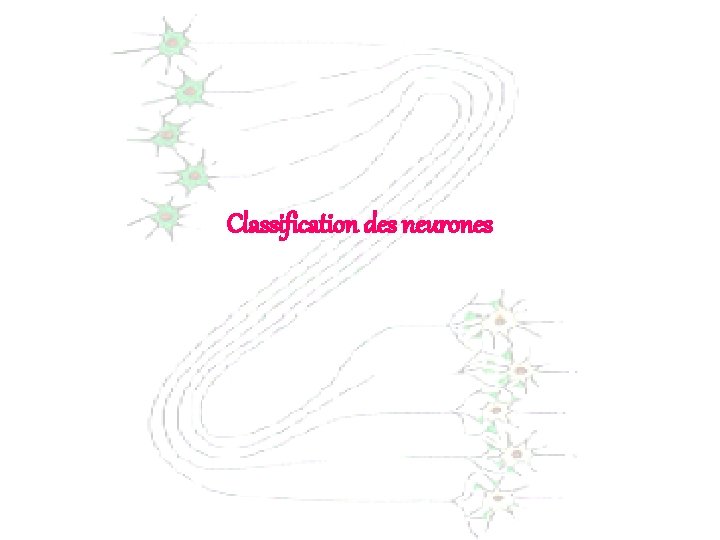 Classification des neurones 