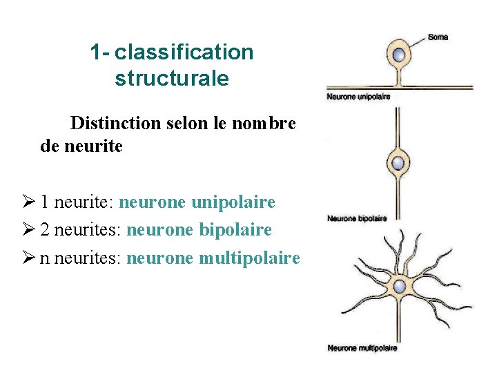 1 - classification structurale Distinction selon le nombre de neurite Ø 1 neurite: neurone