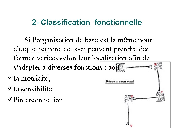 2 - Classification fonctionnelle Si l'organisation de base est la même pour chaque neurone