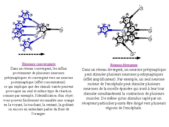 Réseaux convergents Dans un réseau convergent, les influx proviennent de plusieurs neurones présynaptiques et