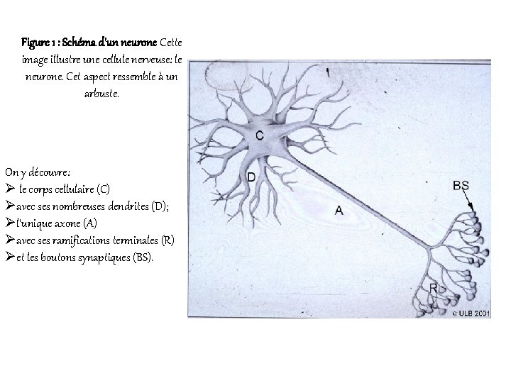 Figure 1 : Schéma d'un neurone Cette image illustre une cellule nerveuse: le neurone.