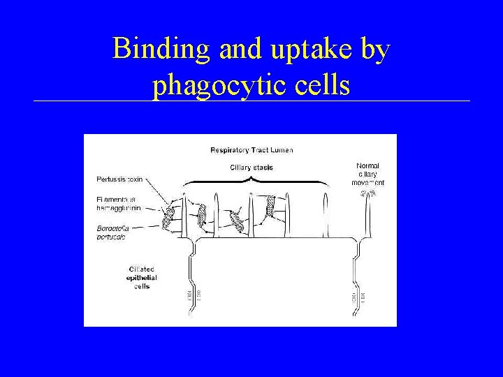 Binding and uptake by phagocytic cells 