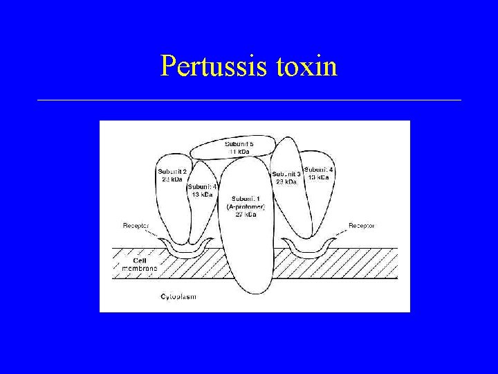 Pertussis toxin 