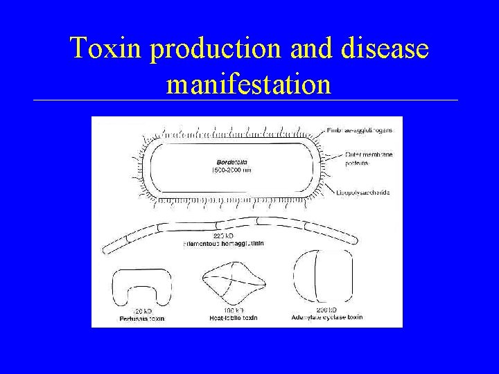 Toxin production and disease manifestation 