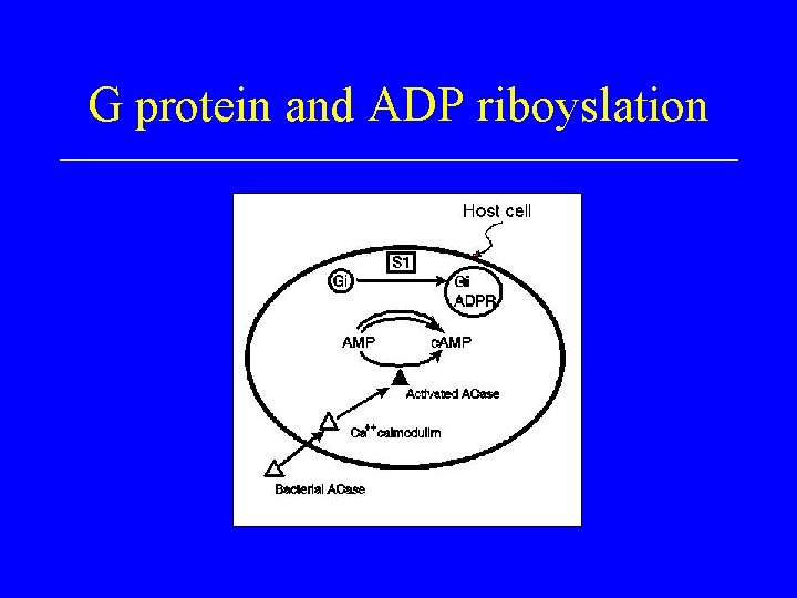 G protein and ADP riboyslation 