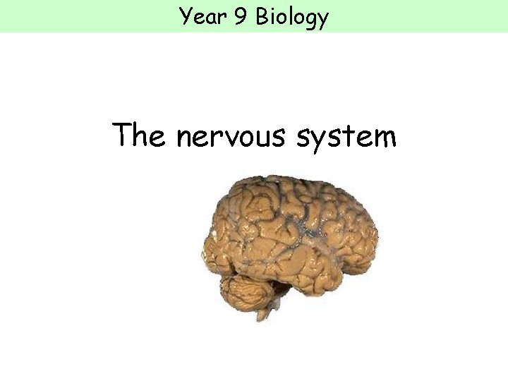 Year 9 Biology The nervous system 