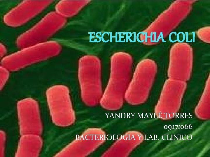ESCHERICHIA COLI YANDRY MAYLÉ TORRES 09171066 BACTERIOLOGIA Y LAB. CLINICO 