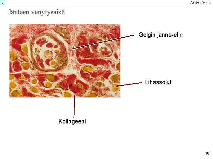 8 Aistinelimet Jänteen venytysaisti Golgin jänne-elin Lihassolut Kollageeni 10 