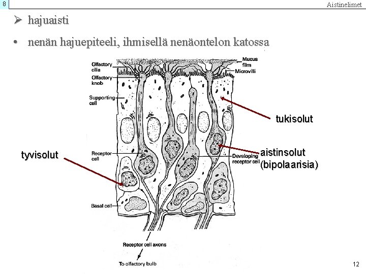 8 Aistinelimet Ø hajuaisti • nenän hajuepiteeli, ihmisellä nenäontelon katossa tukisolut tyvisolut aistinsolut (bipolaarisia)