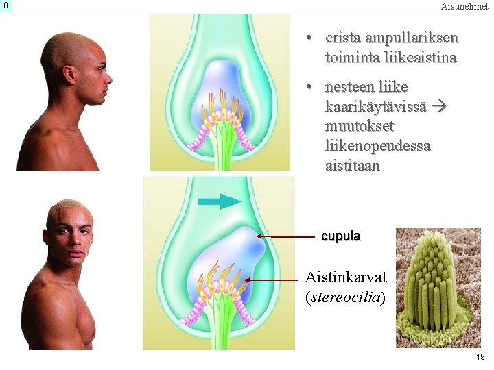 8 Aistinelimet • crista ampullariksen toiminta liikeaistina • nesteen liike kaarikäytävissä muutokset liikenopeudessa aistitaan