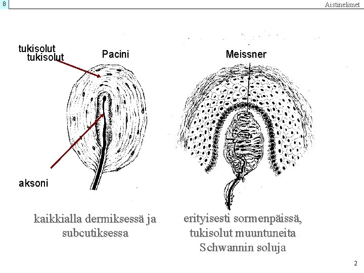 8 Aistinelimet tukisolut Pacini Meissner aksoni kaikkialla dermiksessä ja subcutiksessa erityisesti sormenpäissä, tukisolut muuntuneita