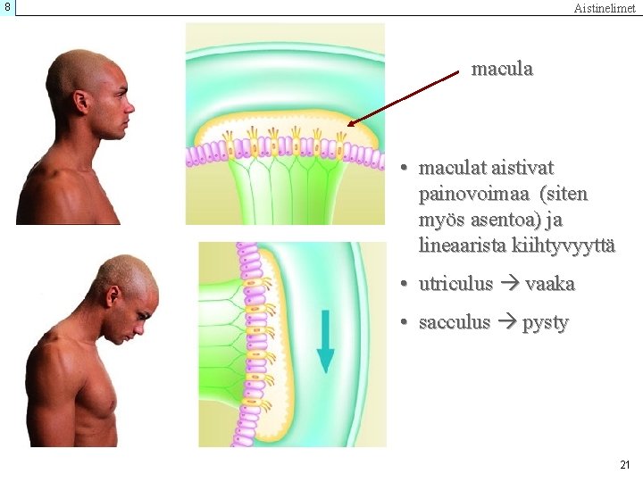 8 Aistinelimet macula • maculat aistivat painovoimaa (siten myös asentoa) ja lineaarista kiihtyvyyttä •