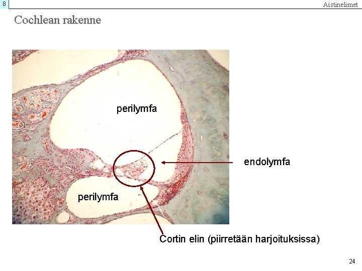 8 Aistinelimet Cochlean rakenne perilymfa endolymfa perilymfa Cortin elin (piirretään harjoituksissa) 24 