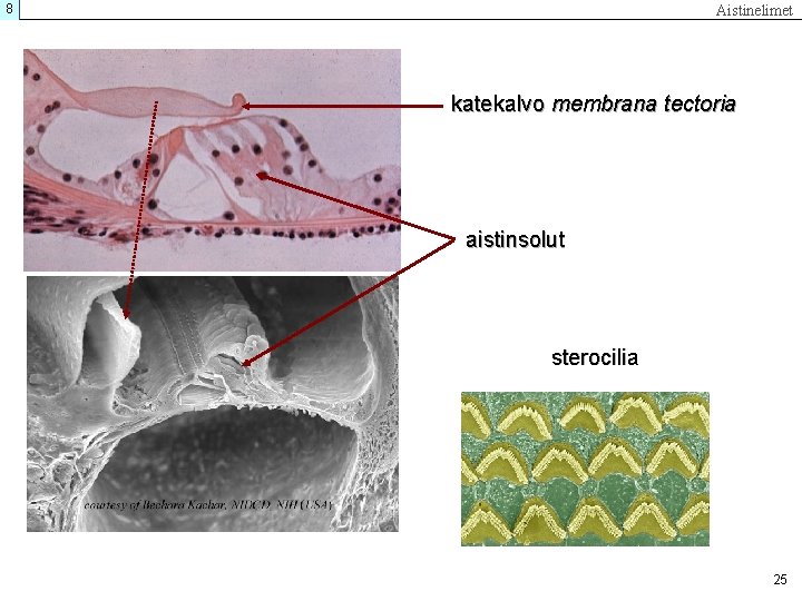 8 Aistinelimet katekalvo membrana tectoria aistinsolut sterocilia 25 