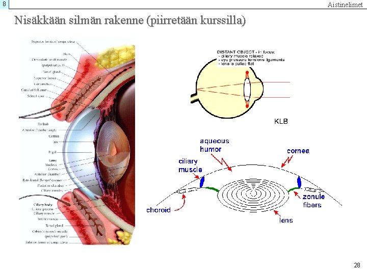 8 Aistinelimet Nisäkkään silmän rakenne (piirretään kurssilla) 28 