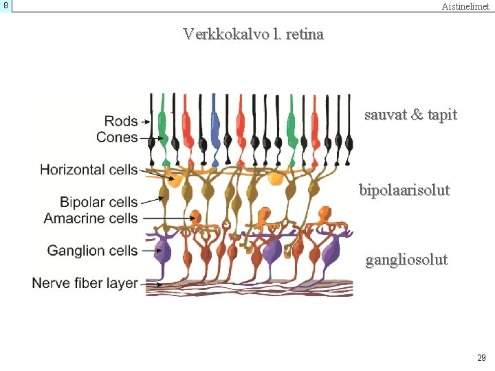 8 Aistinelimet Verkkokalvo l. retina sauvat & tapit bipolaarisolut gangliosolut 29 
