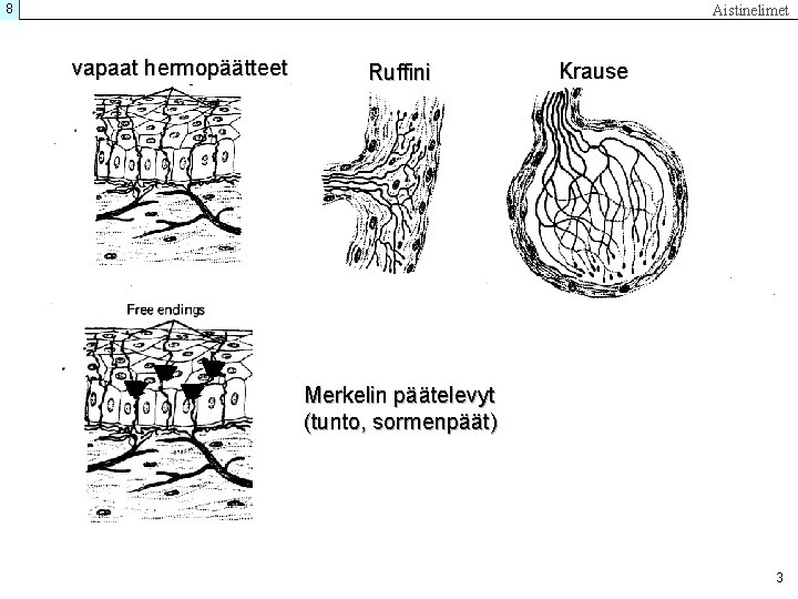 8 Aistinelimet vapaat hermopäätteet Ruffini Krause Merkelin päätelevyt (tunto, sormenpäät) 3 