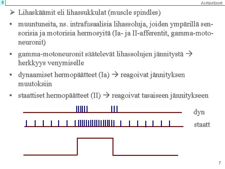 8 Aistinelimet Ø Lihaskäämit eli lihassukkulat (muscle spindles) • muuntuneita, ns. intrafusaalisia lihassoluja, joiden