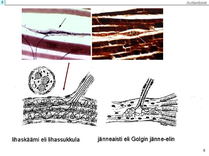 8 Aistinelimet lihaskäämi eli lihassukkula jänneaisti eli Golgin jänne-elin 8 
