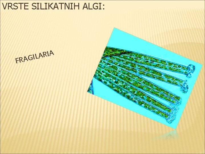 VRSTE SILIKATNIH ALGI: F A I R A L RAGI 