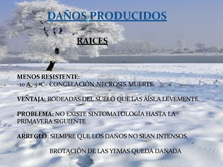 DAÑOS PRODUCIDOS RAICES MENOS RESISTENTE: -10 A -5 ºC– CONGELACIÓN-NECROSIS-MUERTE. VENTAJA: RODEADAS DEL SUELO