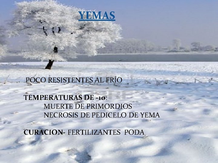 YEMAS POCO RESISTENTES AL FRÍO TEMPERATURAS DE -10: MUERTE DE PRIMORDIOS NECROSIS DE PEDICELO