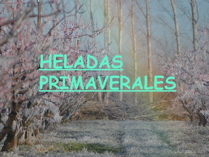 HELADAS PRIMAVERALES 