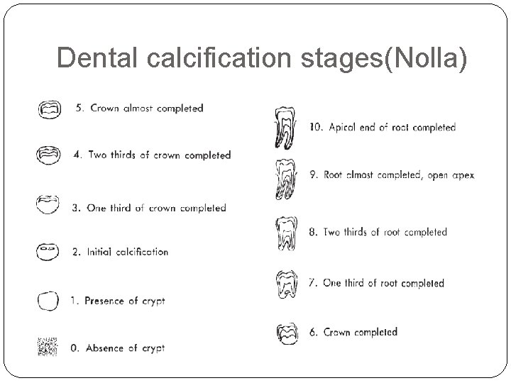 Dental calcification stages(Nolla) 