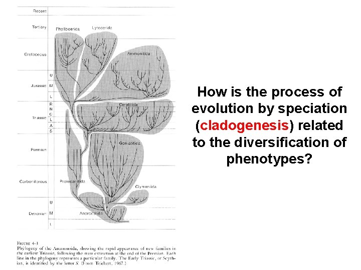 How is the process of evolution by speciation (cladogenesis) related to the diversification of