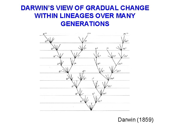 DARWIN’S VIEW OF GRADUAL CHANGE WITHIN LINEAGES OVER MANY GENERATIONS Darwin (1859) 