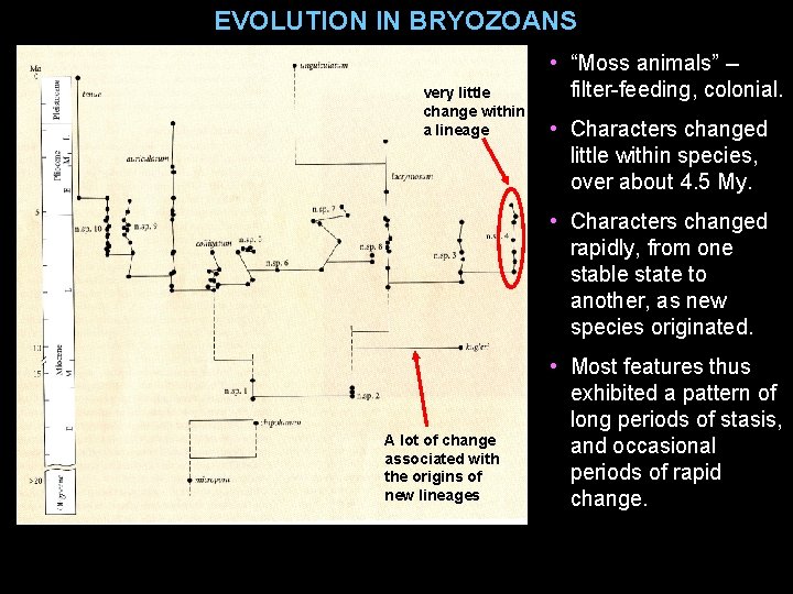 EVOLUTION IN BRYOZOANS very little change within a lineage • “Moss animals” -filter-feeding, colonial.