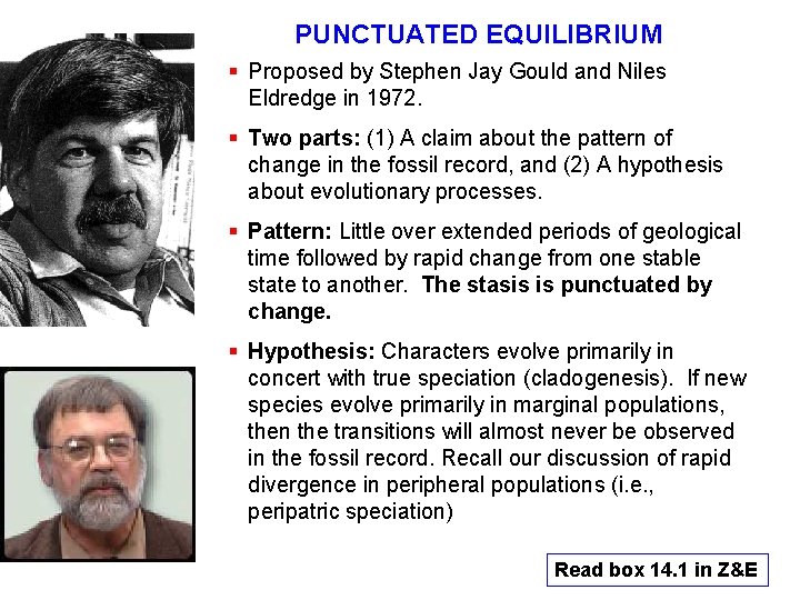 PUNCTUATED EQUILIBRIUM § Proposed by Stephen Jay Gould and Niles Eldredge in 1972. §