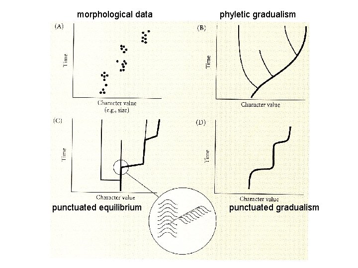 morphological data punctuated equilibrium phyletic gradualism punctuated gradualism 